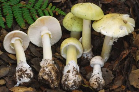 California Officials Warn as Deadly Death Cap Mushroom Outbreak Kills 4 and Sickens Dozens