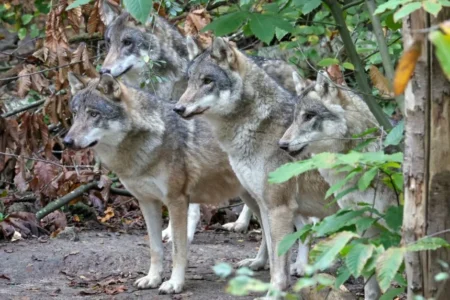 UK Wildlife Park Euthanizes Entire Wolf Pack After Violent Infighting Leaves Animals Injured UK Wildlife Park Euthanizes Entire Wolf Pack After Violent Infighting Leaves Animals Injured