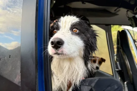 Lost Dog Reunited With Owner One Week After Surviving Fall Down Waterfall